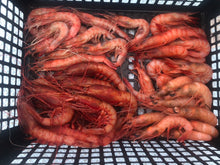 画像をギャラリービューアに読み込む, (-60度) ぷりっぷり!海老福袋1.25kg【鮮度直送】