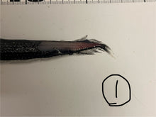 画像をギャラリービューアに読み込む, ワニトカゲギス