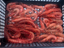画像をギャラリービューアに読み込む, (-60度) ぷりっぷり!海老福袋1.25kg【鮮度直送】
