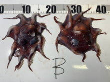 画像をギャラリービューアに読み込む, 【-60度】メンダコ属