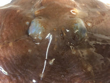 画像をギャラリービューアに読み込む, ヘンテコ深海魚便(食べられません)9月中ばより随時発送予定