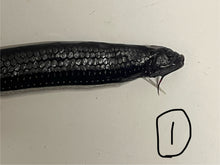 画像をギャラリービューアに読み込む, ワニトカゲギス