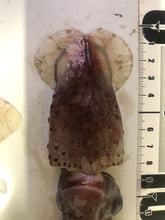 画像をギャラリービューアに読み込む, イカセット【2024.10.13採取】