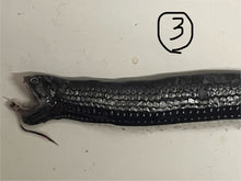 画像をギャラリービューアに読み込む, ワニトカゲギス