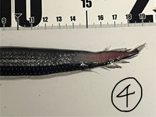 画像をギャラリービューアに読み込む, ワニトカゲギス