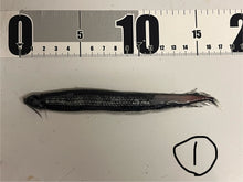 画像をギャラリービューアに読み込む, ワニトカゲギス