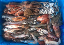 画像をギャラリービューアに読み込む, ヘンテコ深海魚便(食べられません)9月中ばより随時発送予定