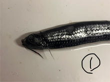 画像をギャラリービューアに読み込む, ワニトカゲギス