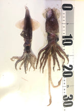 画像をギャラリービューアに読み込む, イカセット【2024.10.13採取】