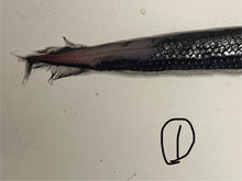 画像をギャラリービューアに読み込む, ワニトカゲギス