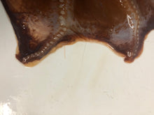 画像をギャラリービューアに読み込む, ヘンテコ深海魚便(食べられません)9月中ばより随時発送予定