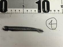 画像をギャラリービューアに読み込む, ワニトカゲギス【2025.1.22】