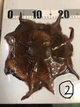 画像をギャラリービューアに読み込む, ヘンテコ深海魚便(食べられません)9月中ばより随時発送予定