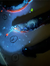 画像をギャラリービューアに読み込む, ワニトカゲギス【2025.1.22】