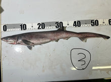 画像をギャラリービューアに読み込む, 【-60度】エドアブラザメ2025.10.29