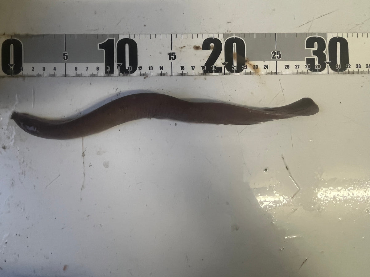 60度】ヌタウナギ – 深海魚直送便