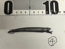 画像をギャラリービューアに読み込む, ワニトカゲギス【2025.1.22】