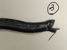 画像をギャラリービューアに読み込む, ワニトカゲギス