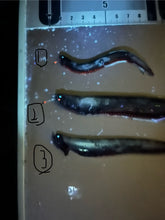 画像をギャラリービューアに読み込む, ワニトカゲギス【2025.1.22】