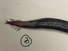 画像をギャラリービューアに読み込む, ワニトカゲギス