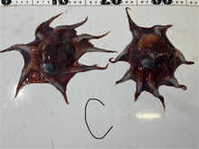 画像をギャラリービューアに読み込む, 【-60度】メンダコ属