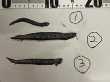 画像をギャラリービューアに読み込む, ワニトカゲギス【2025.1.22】