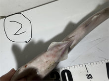 画像をギャラリービューアに読み込む, 【-60度】エドアブラザメ2025.10.29