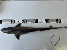 画像をギャラリービューアに読み込む, 【-60度】エドアブラザメ2025.10.29