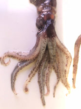 画像をギャラリービューアに読み込む, イカセット【2024.10.13採取】