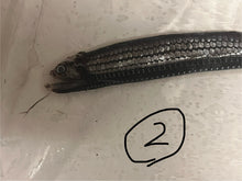 画像をギャラリービューアに読み込む, ワニトカゲギス