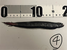 画像をギャラリービューアに読み込む, ワニトカゲギス