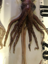 画像をギャラリービューアに読み込む, イカセット【2024.10.13採取】