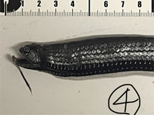 画像をギャラリービューアに読み込む, ワニトカゲギス