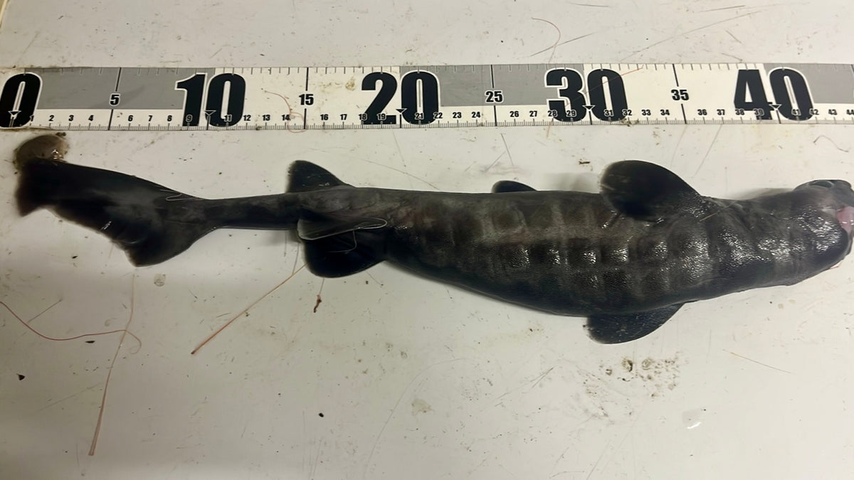 深海魚標本ヨロイザメ 深海魚標本ヨロイザメ 【公式通販】