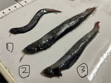 画像をギャラリービューアに読み込む, ワニトカゲギス【2025.1.22】