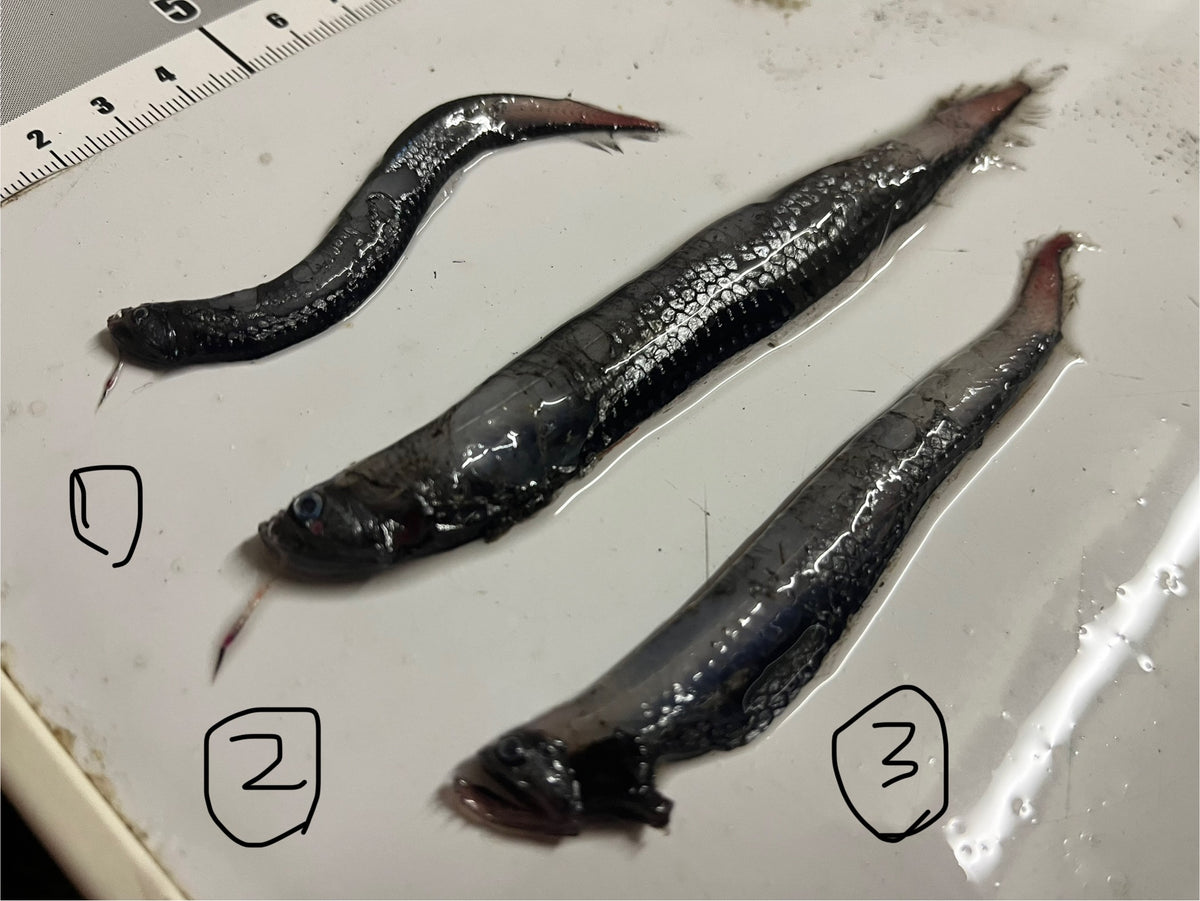 8E523E64-A704-458B-9576-