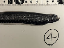 画像をギャラリービューアに読み込む, ワニトカゲギス