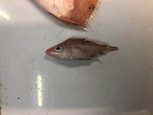 画像をギャラリービューアに読み込む, ヘンテコ深海魚便(食べられません)9月中ばより随時発送予定