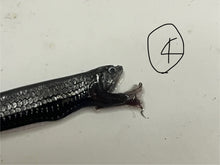 画像をギャラリービューアに読み込む, ワニトカゲギス【2025.1.22】