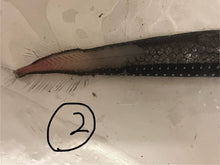 画像をギャラリービューアに読み込む, ワニトカゲギス