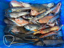 画像をギャラリービューアに読み込む, 【-60度】🉐2026.2.14ヘンテコ深海魚便(食べられません)採取地など記載