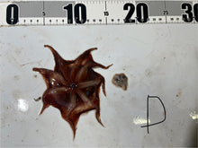 画像をギャラリービューアに読み込む, 【-60度】メンダコ属