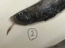 画像をギャラリービューアに読み込む, ワニトカゲギス【2025.1.22】