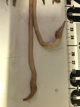 画像をギャラリービューアに読み込む, イカセット【2024.10.13採取】