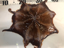 画像をギャラリービューアに読み込む, ヘンテコ深海魚便(食べられません)9月中ばより随時発送予定