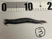 画像をギャラリービューアに読み込む, ワニトカゲギス