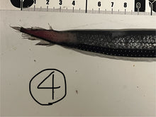 画像をギャラリービューアに読み込む, ワニトカゲギス