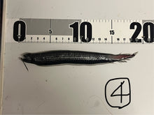 画像をギャラリービューアに読み込む, ワニトカゲギス