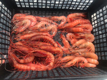 画像をギャラリービューアに読み込む, (-60度) ぷりっぷり!海老福袋1.25kg【鮮度直送】