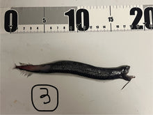 画像をギャラリービューアに読み込む, ワニトカゲギス